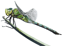 dragonfly logo